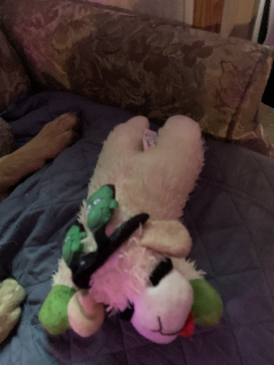 Papa A got me a new toy yesterday.  I love it.  LambChops.  #GermanShepherd #LambChops #gsd