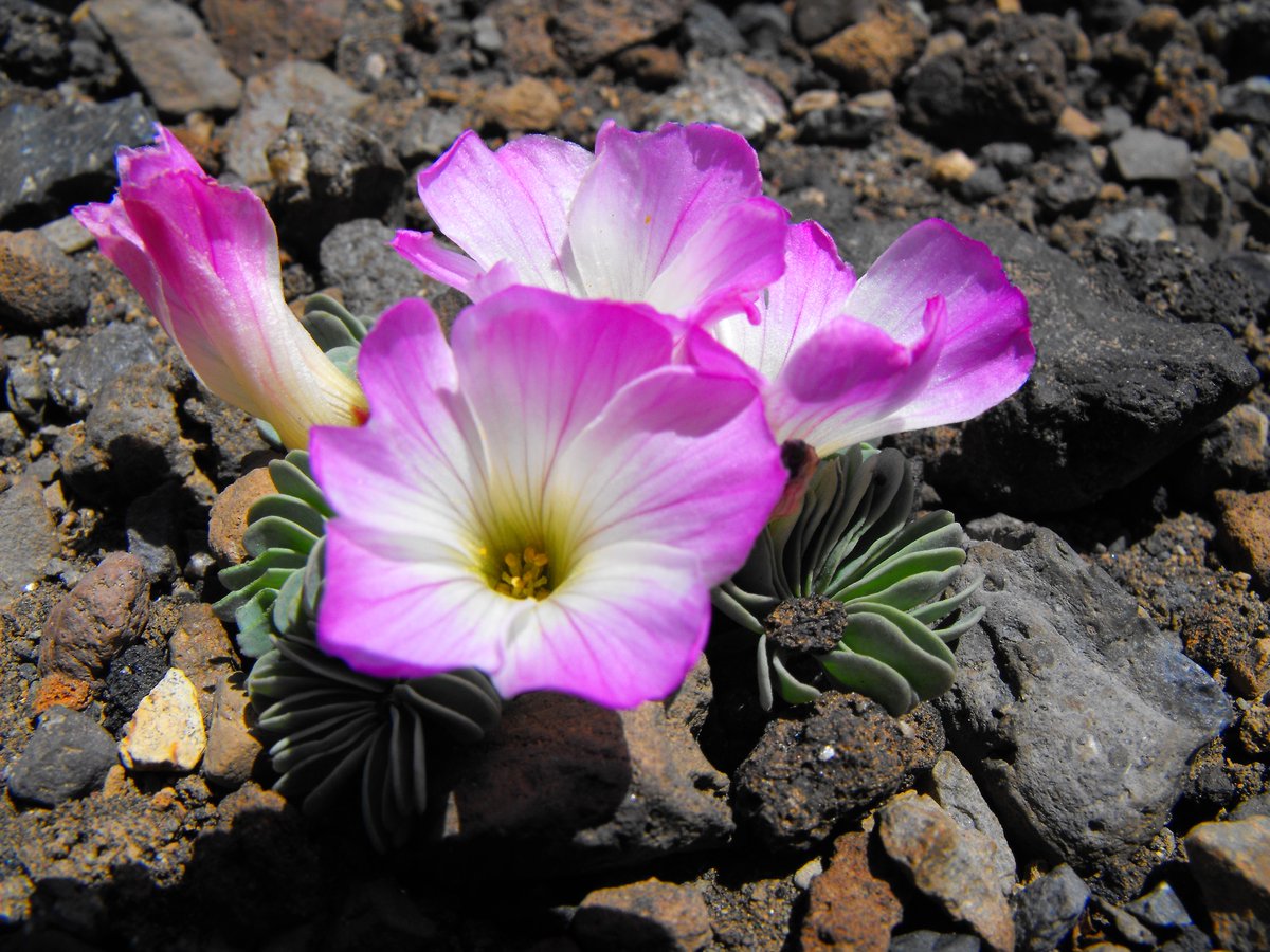Geoparque Kütralkura tweet media