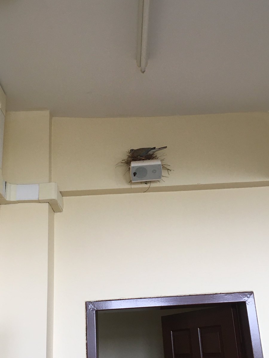 Sınıfta yoklama alırken sayı eksik çıkıyordu meğersem fıstığı saymayı unutmuşum 😅