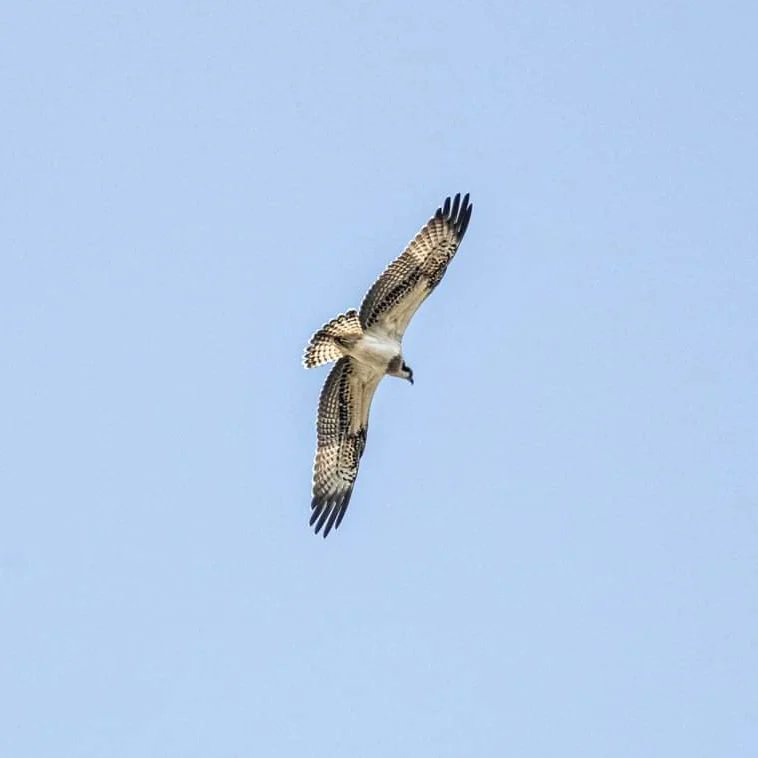 ldbphotography1's tweet photo. Osprey over lopwell dam near Plymouth from Monday. 
#wildlifephotography #nature #osprey #wildlife https://t.co/IP53WsGVUv
