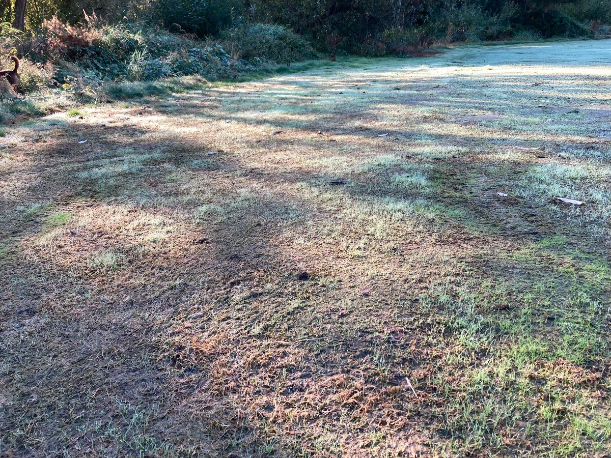 Great news! We've been working hard to get grass growing in dry spots around the course. POA grass is coming back, within a few weeks, all the dry spots would be bright green!