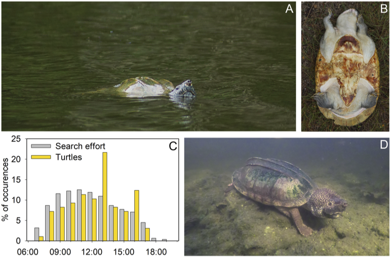 ESAEcology's tweet photo. Mexican #MuskTurtles are denizens of the deep, rarely visiting the surface - except, as @ESAEcology's #TheScientificNaturalist finds, following floods
https://t.co/9mIryU8R4U
#Belize #AnimalBehavior #FreshwaterEcology @donaldmcknight2 https://t.co/Hm8ENx0QAB