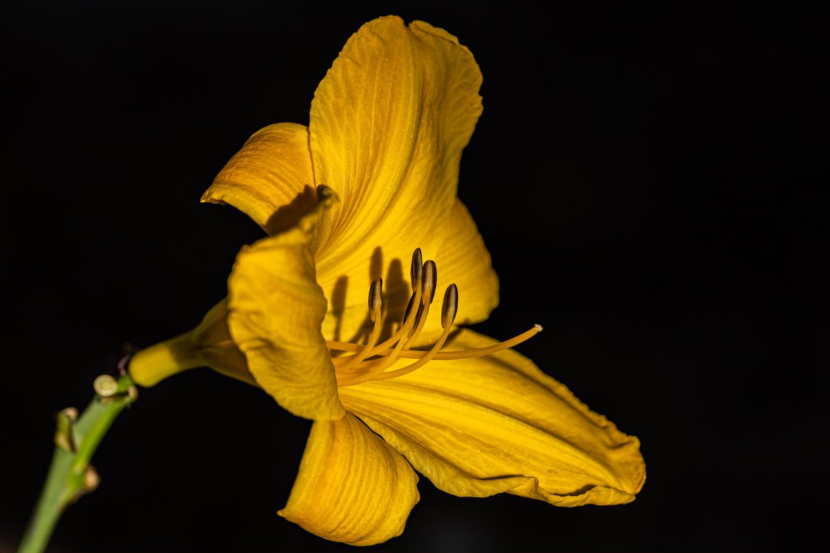 tmadsen805's tweet photo. Yellow Daylily / Stella De Oro

Which one do you like?
#NaturePhotography #nature #flowerphotography #flowers  #photography #ThePhotoHour https://t.co/7u4AeRsOXU