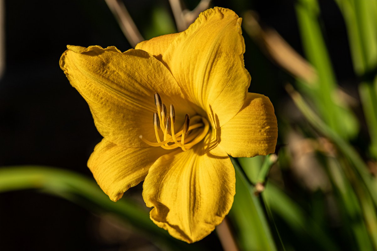 tmadsen805's tweet photo. Yellow Daylily / Stella De Oro

Which one do you like?
#NaturePhotography #nature #flowerphotography #flowers  #photography #ThePhotoHour https://t.co/7u4AeRsOXU