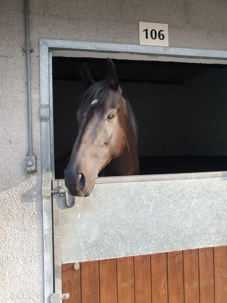 SPearce_Racing's tweet photo. Brazen Idol has arrived at @kemptonparkrace for tonight in the 8.10pm #comehomesafe #lookinggood #feelingwell #racehorse #horseracing https://t.co/TtemhE7tfP