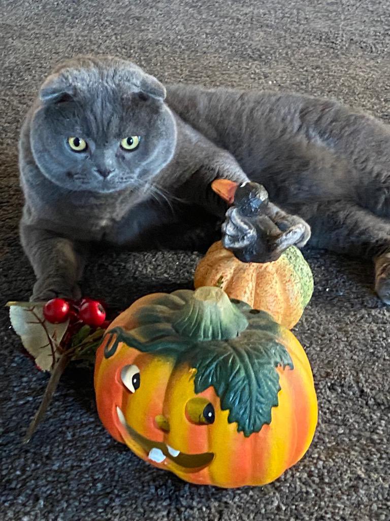 Helping mum to decorate 🍁🍂🍁 #CatsOfTwitter #CatsOnTwitter #cats #scottishfold