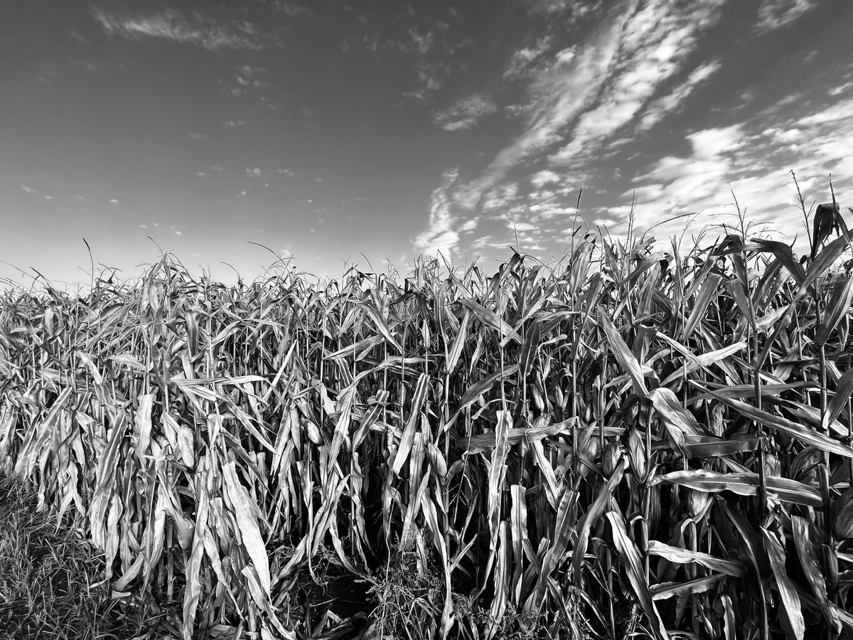 StevenWayneFit2's tweet photo. Autumn in corn country run
#Running #Ronner #MiddleDistance #Chicago #Illinois #ChampaignIllinois #CentralIllinois #VermilionCounty #HarvestSeason #HarvestMoon #HarvestMoondriveIn https://t.co/zoYa8ZEqdI