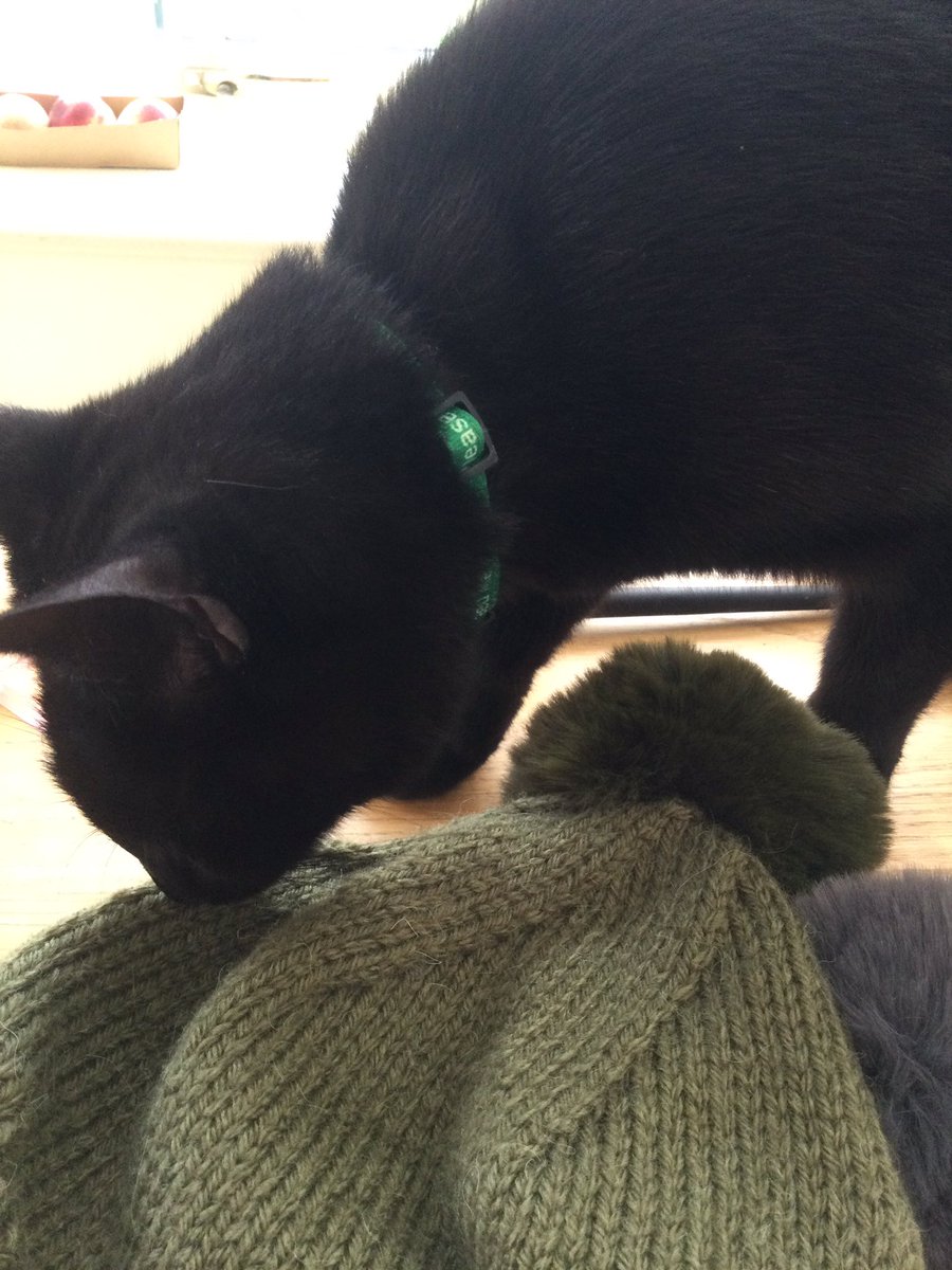 missy_molly_mol's tweet photo. I have had very exciting late afternoon deliveries. First a magnificent khaki bobble #HeroHat knitted by @jamiesonhelen and her talented hands and needles. It has already passed the little cat sniff test https://t.co/wn33ANTe9Q