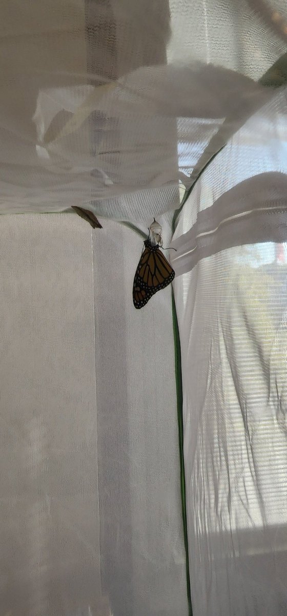 Ms. Carroll tweet media