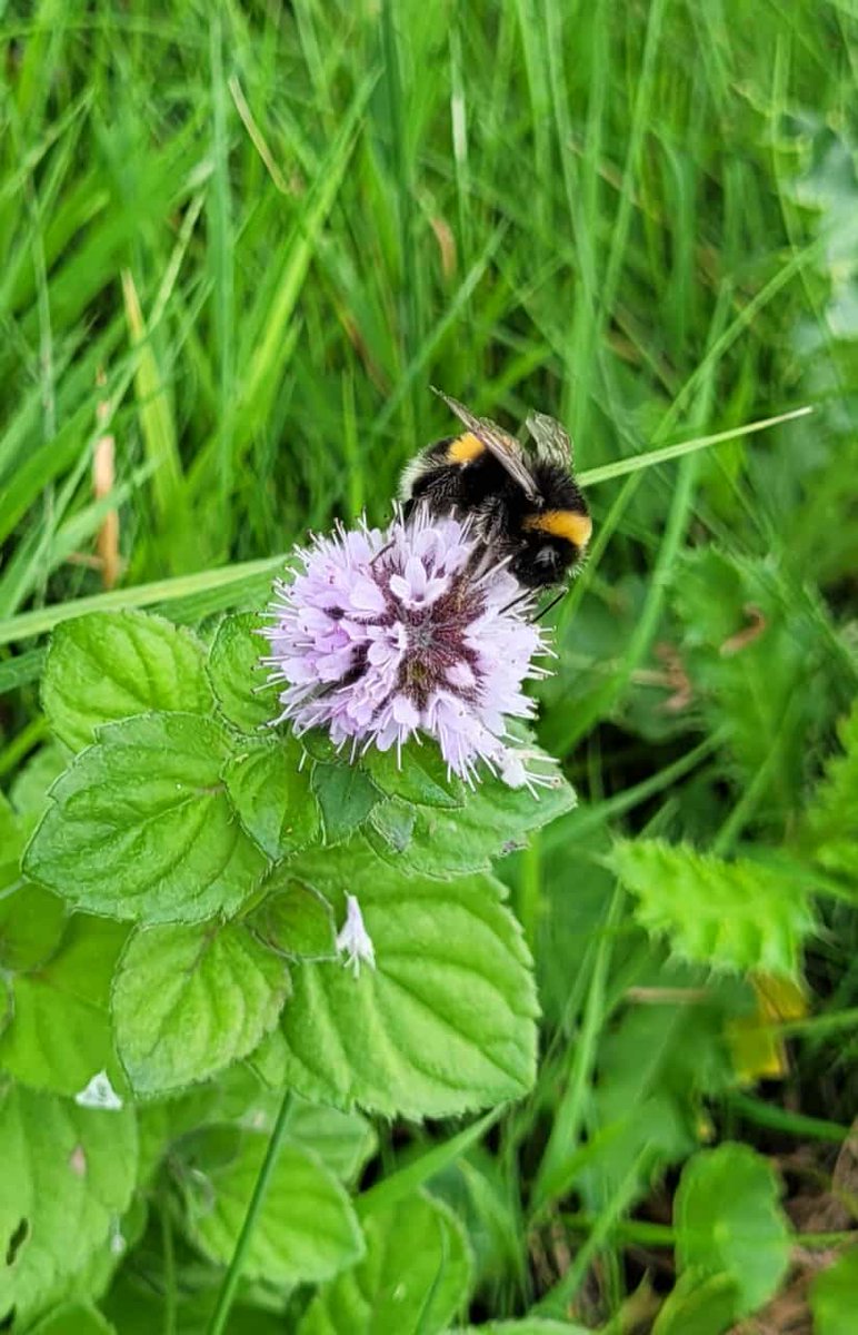 nikkigammans's tweet photo. Trainee Tilly ran our bumblebee blitz day today with vols in Rye & Dungeness. A few spp still on the wing such as brown banded males. We will be running 2 further surveys in October to close the season. We currently have over 70 #BeeWalks across our project area. @BumblebeeTrust https://t.co/HhnGfvH7JB