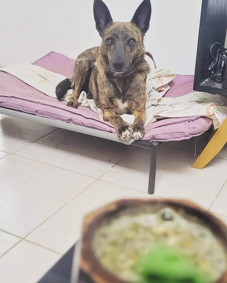 niunomasVP's tweet photo. 🌷🌸Feliz día de la primavera 🌈💐
Canela les desea feliz día!!✨
Ella está en adopción responsable hace mucho tiempo! Sus hijos ya fueron dados en adopción y ahora ella espera un hogar!
Escribínos a nuestras redes y te contamos más sobre nuestra pequeña Cane🧡 https://t.co/jD5Zj1ngJr