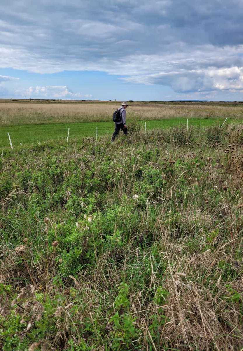 nikkigammans's tweet photo. Trainee Tilly ran our bumblebee blitz day today with vols in Rye & Dungeness. A few spp still on the wing such as brown banded males. We will be running 2 further surveys in October to close the season. We currently have over 70 #BeeWalks across our project area. @BumblebeeTrust https://t.co/HhnGfvH7JB