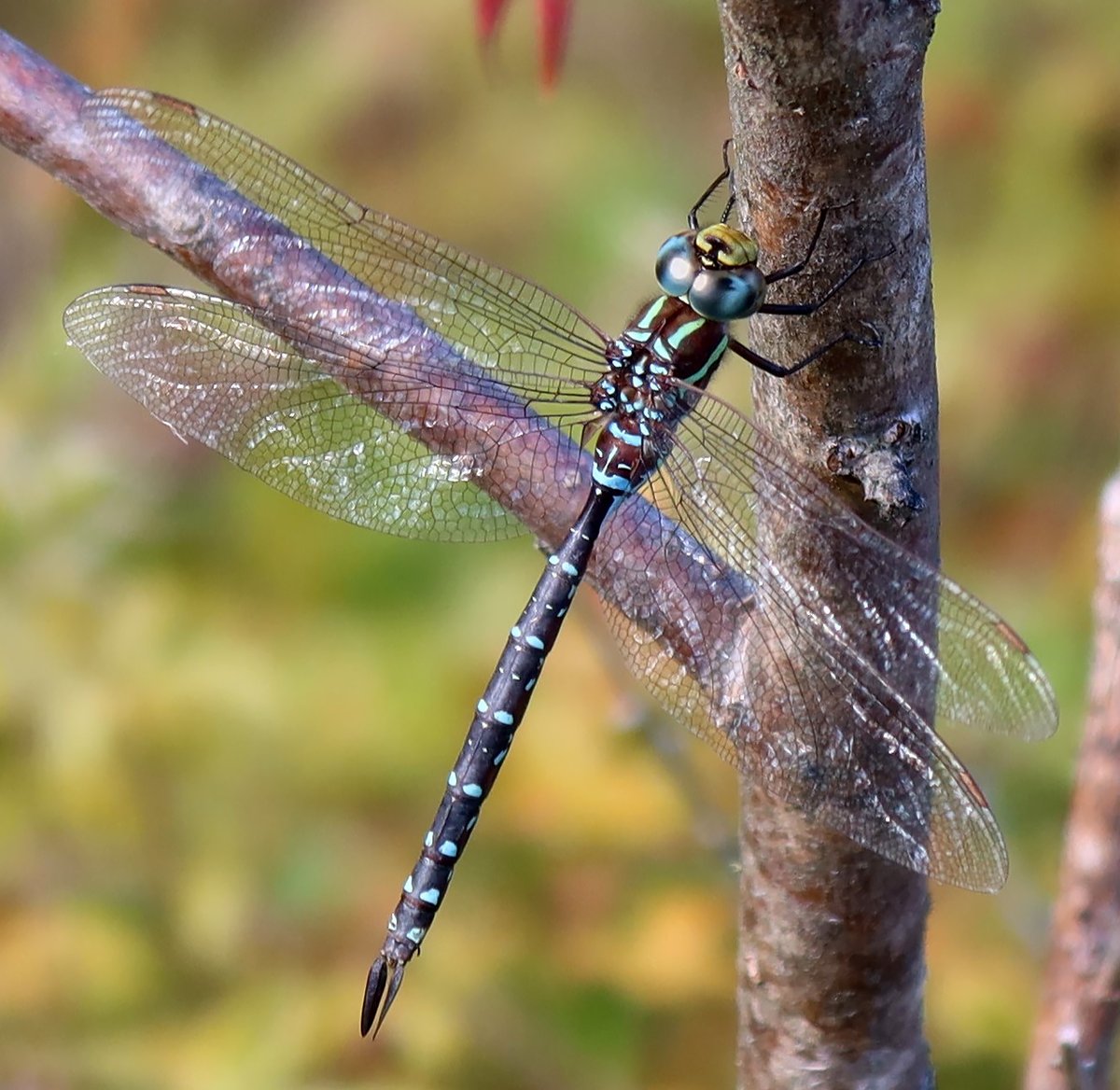 kerryyurewicz's tweet photo. As summer turns to fall here in NH and my invertebrate encounters become less frequent, I appreciate the chance to see Mosaic Darners even more. This one is a Black-Tipped Darner (Aeshna tuberculifera). #InvertOfTheWeek #Odonata #Aeshna #dragonfly #insect https://t.co/GpP3ugfC4Q