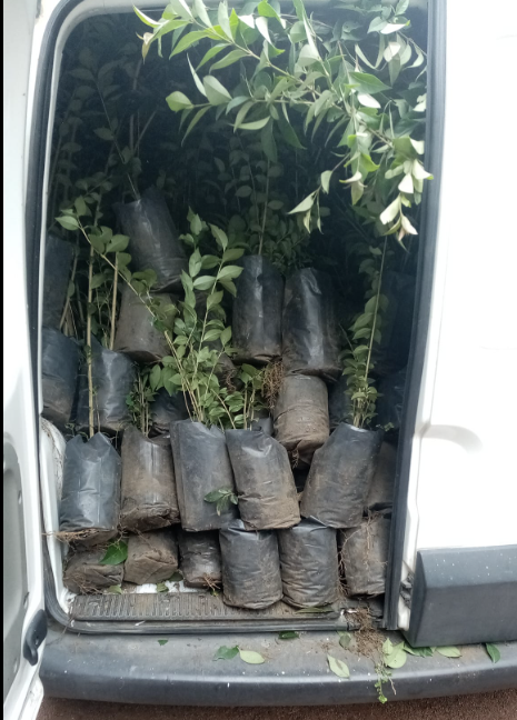 Entregamos 250 arbolitos a <a href="/Valle1Cecytem/">CecytemValle1</a> como parte del programa ecológico #hazquefluya2022.
Con estas acciones mejoramos las condiciones verdes del plantel y de su municipio.
Gracias amigos.🌲🌳🌱