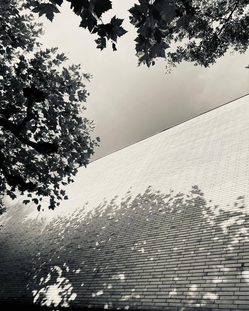 wingertsdaily's tweet photo. Schatten.

#blackandwhite #schwarzweiss #baum #schatten #tree https://t.co/pmC7lUgeSg