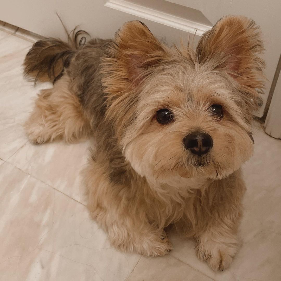 panqi92597447's tweet photo. Mommy am I the cutest puppy in the world？ #puppyface #yorkieboy #pomsky #pommix #pet #yorkie #yorkiepom #yorkiepuppy #yorkiepoo #yorkipom #yoranian #pomeranian #pommix #yorkshire #yorkiemix #nyctrain #dogtraining #pomeranian #familyphotography #puppy #puppylove https://t.co/AgQk1SJilW