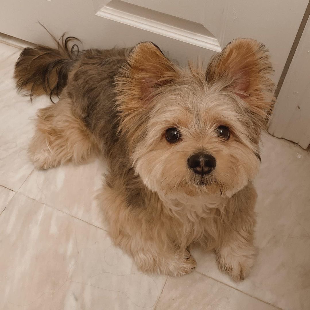 panqi92597447's tweet photo. Mommy am I the cutest puppy in the world？ #puppyface #yorkieboy #pomsky #pommix #pet #yorkie #yorkiepom #yorkiepuppy #yorkiepoo #yorkipom #yoranian #pomeranian #pommix #yorkshire #yorkiemix #nyctrain #dogtraining #pomeranian #familyphotography #puppy #puppylove https://t.co/AgQk1SJilW