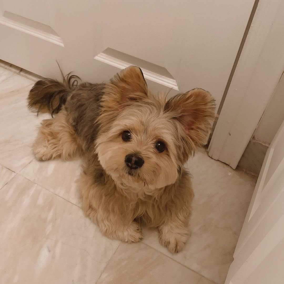 panqi92597447's tweet photo. Mommy am I the cutest puppy in the world？ #puppyface #yorkieboy #pomsky #pommix #pet #yorkie #yorkiepom #yorkiepuppy #yorkiepoo #yorkipom #yoranian #pomeranian #pommix #yorkshire #yorkiemix #nyctrain #dogtraining #pomeranian #familyphotography #puppy #puppylove https://t.co/AgQk1SJilW