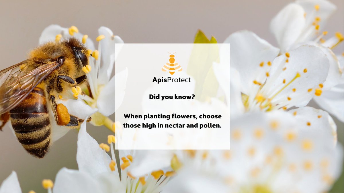 Fact of the day 🐝🍯

When planting flowers, choose those high in nectar and pollen 🌼

#NationalhoneymonthUSA #NationalHoneyMonth