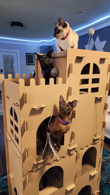 If you've ever wondered where this tributes go, it's to give these spoiled cats a better life.   Now