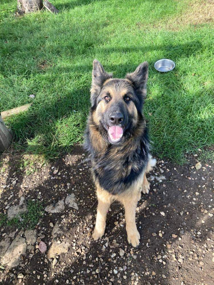 gsdwelfare's tweet photo. 100 Days with 100 Dogs: Day 43 - Meet Loki

Loki is very a handsome long haired male German Shepherd dog. He is a joy to be around and loves people - as you can tell from his cheeky smile.  

https://t.co/HQk765W6oy https://t.co/ynOVk0WMZK
