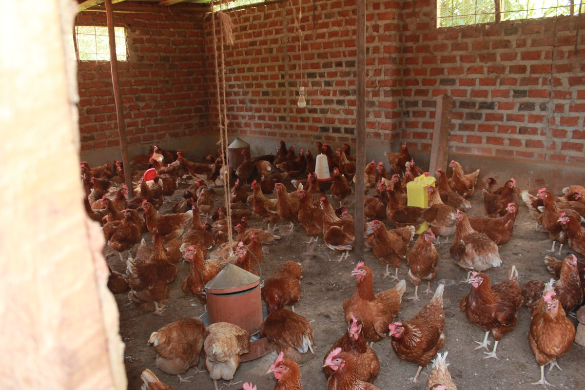 AdelineMuheebwa's tweet photo. Poultry farms are the biggest emitters of dust, microorganisms and organic compounds (including pharmaceuticals) from manure, litter, birds, poultry house and air.  Improper disposal of poultry waste contributes to increased greenhouse gas emissions. #gasemissions #climatechange https://t.co/hKDa8Xd2wN