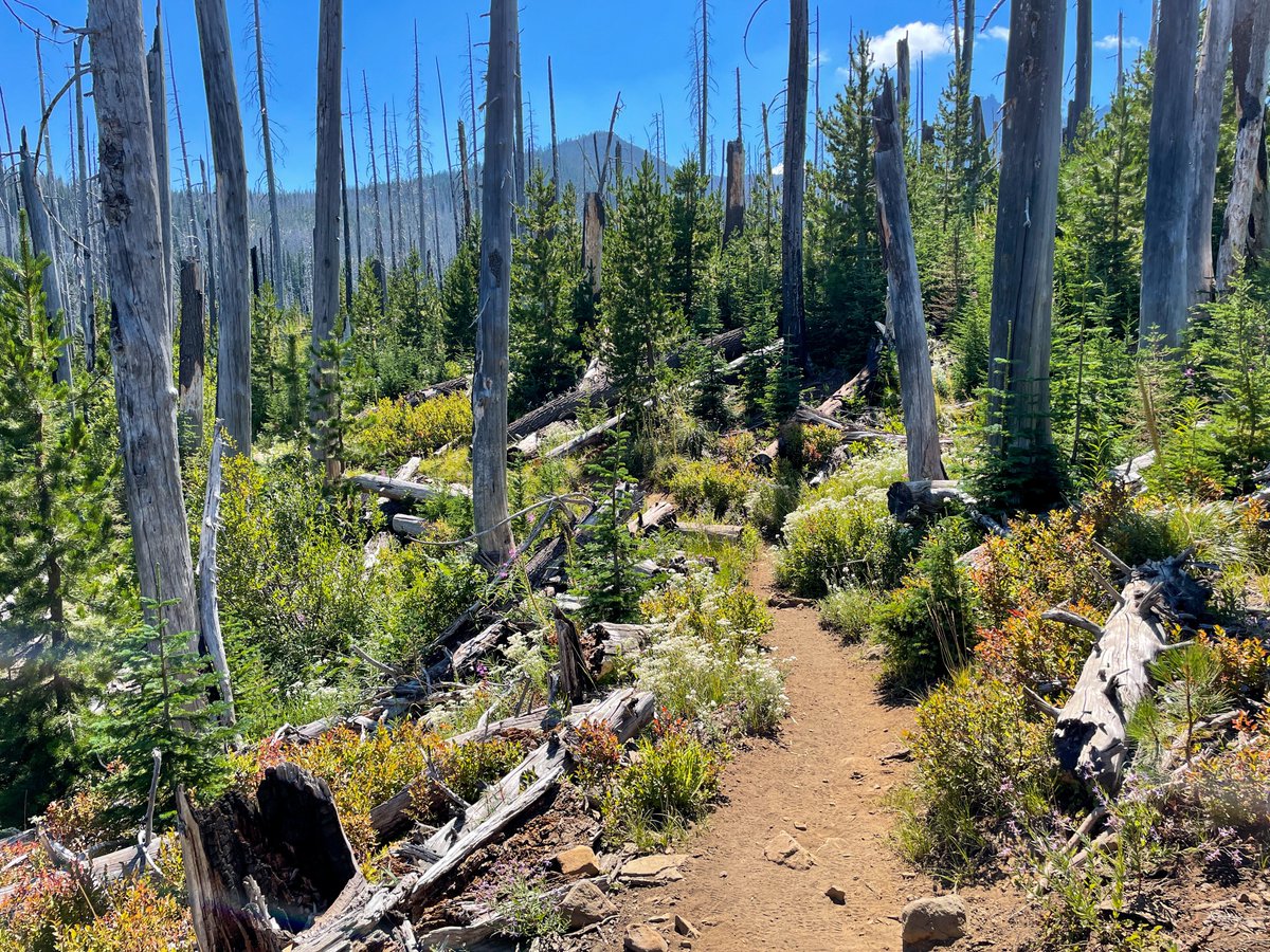 A trail winds through vegetation transitioning to fall colors with mountains in the background.
