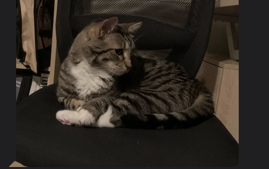 CatsofGrindr's tweet photo. https://t.co/NsjVRfjjR8