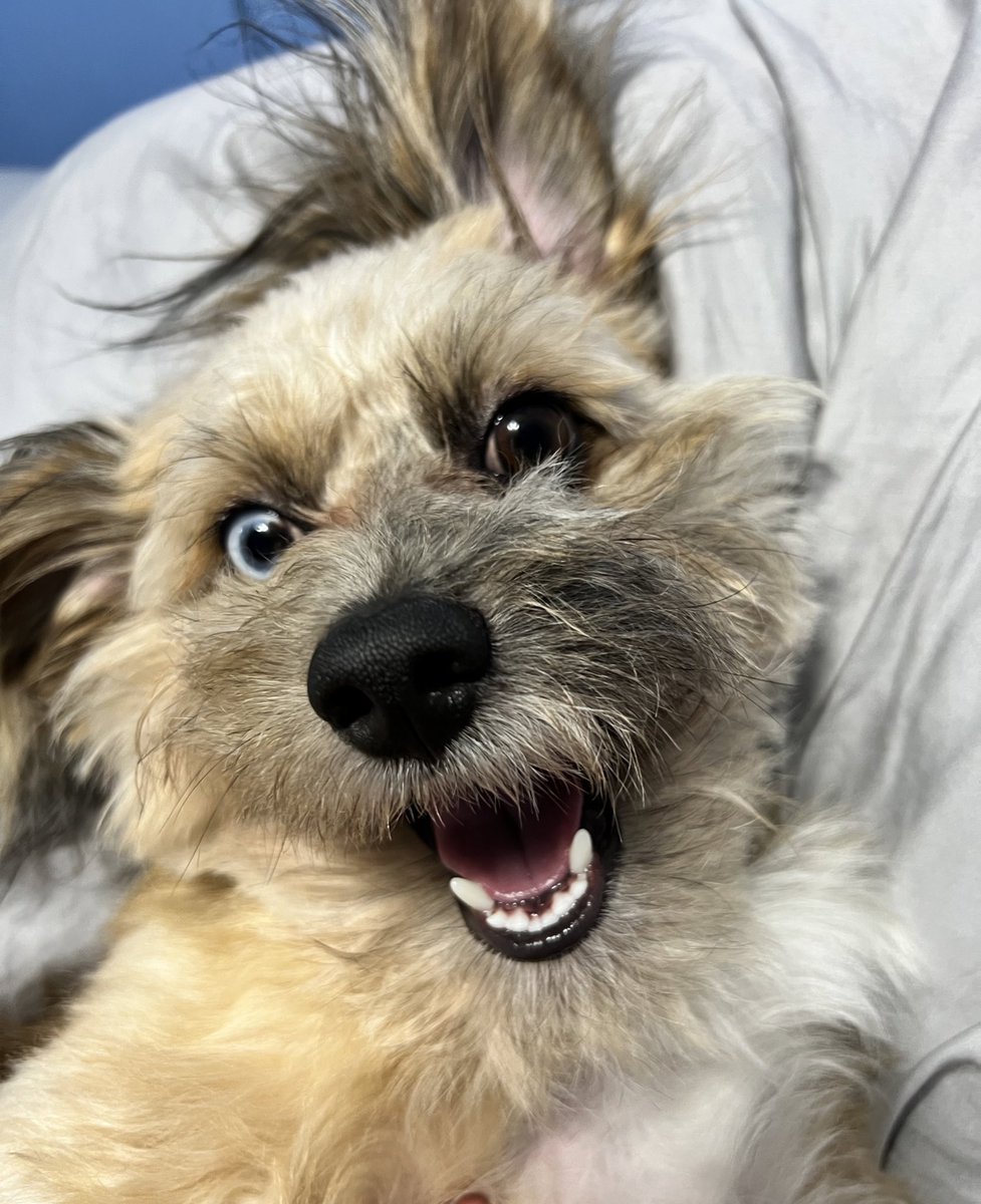 DUPre-Vet tweet media