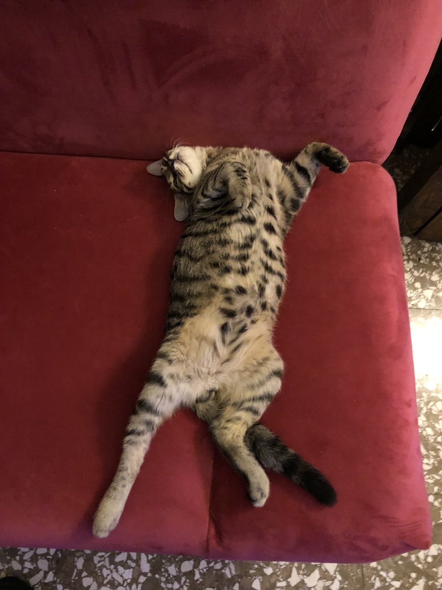 CatsCo2022's tweet photo. We can stretch as much as we like… #cat #kitten #CatsOfTwitter #catsofinstagram #cats #cute #CuteCat #CuteCats https://t.co/hxwm3P9fGb