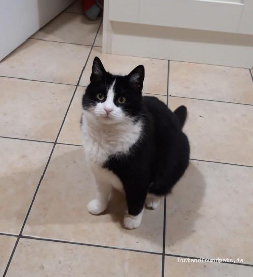 A female cat was lost on 22/08/2022 in Shanakiel, #Cork lostandfoundpets.ie/6fiyya #lpie