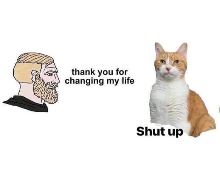 Dont Show Your Cat (@dontshowyourcat) on Twitter photo 