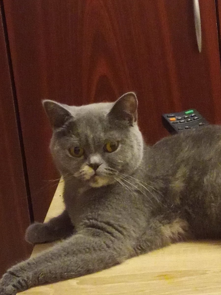 zephiscloud's tweet photo. also gonna post this image because i wanna try using tags #cats https://t.co/tbtP2YhGuO