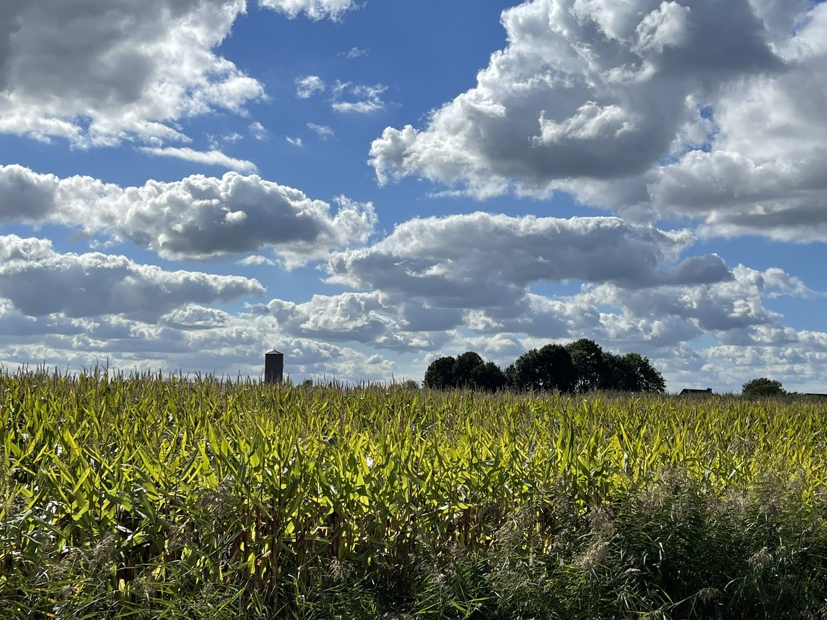 JanineBos's tweet photo. Een korte wandeling via het Doornse Molenpad #altena #uppel #almkerk https://t.co/GVmXD4lsa4