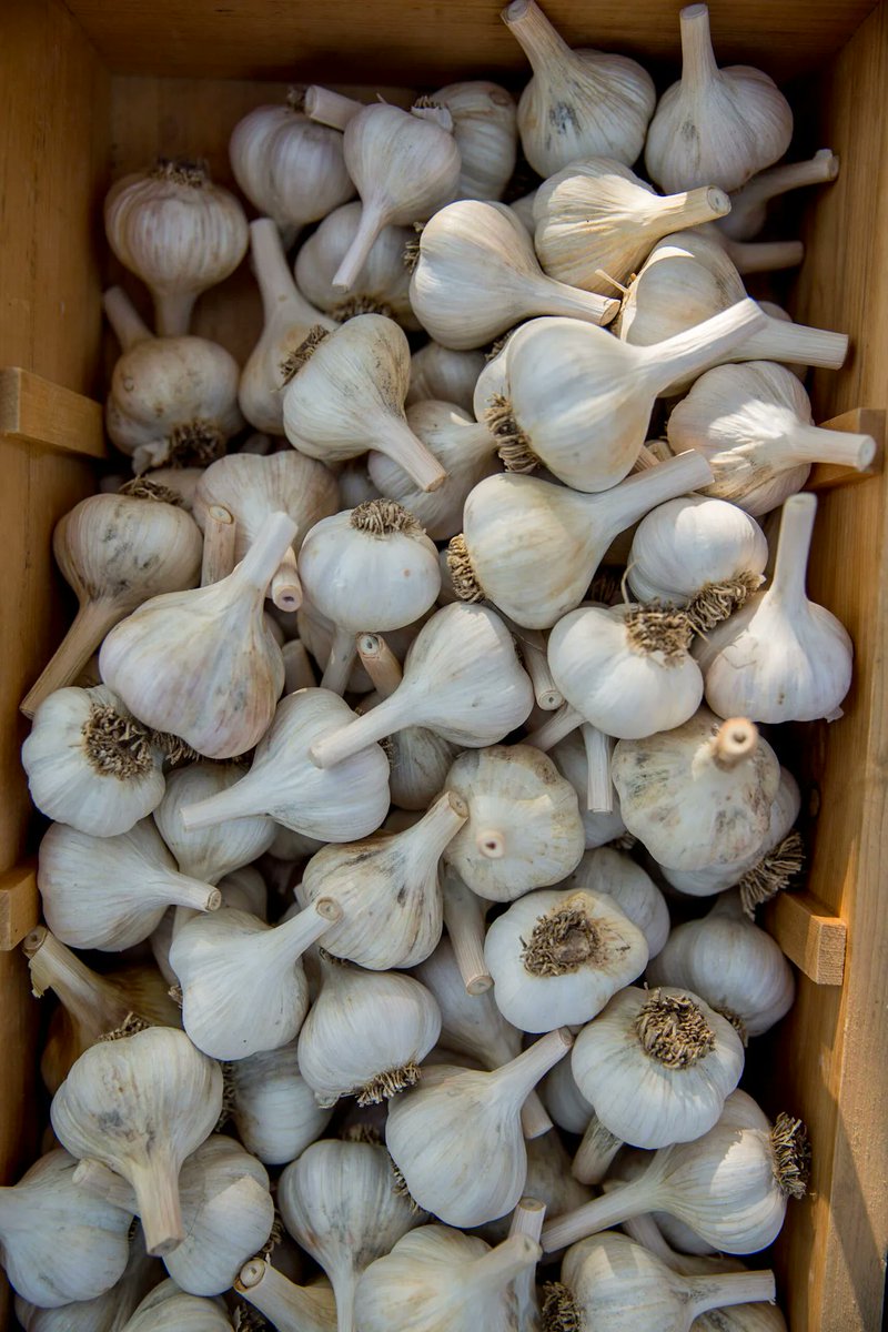 TorontoGarlic's tweet photo. Toronto Garlic Festival returns this Sunday, Sept 25! π§π§ π§ We can't wait to welcome all the garlic-lovers to Wychwood Barns to celebrate. π Gates open 9am to 5pm. Tickets are available online and in person. See you there! βοΈ https://t.co/dSnIlB2Lz7 https://t.co/AhJdE4VDEz