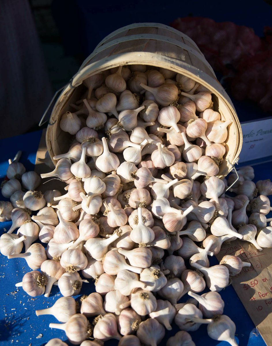TorontoGarlic's tweet photo. Toronto Garlic Festival returns this Sunday, Sept 25! π§π§ π§ We can't wait to welcome all the garlic-lovers to Wychwood Barns to celebrate. π Gates open 9am to 5pm. Tickets are available online and in person. See you there! βοΈ https://t.co/dSnIlB2Lz7 https://t.co/AhJdE4VDEz