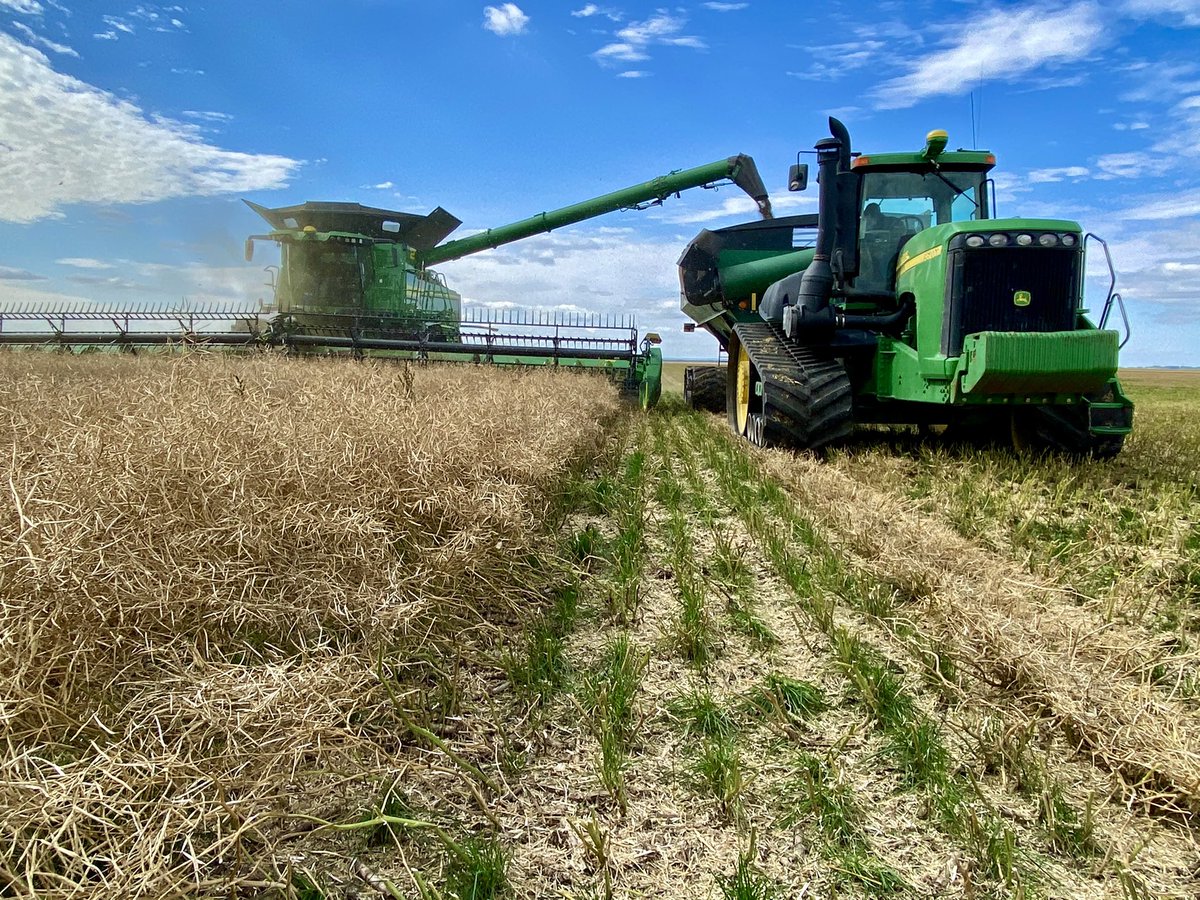 CameronHild's tweet photo. #PerennialRyegrass looking excellent underseeded in #canola, thanks to the wonderful moisture. #Harvest23 should be an early one! @BrettYoungSeeds https://t.co/axj8LELpxd
