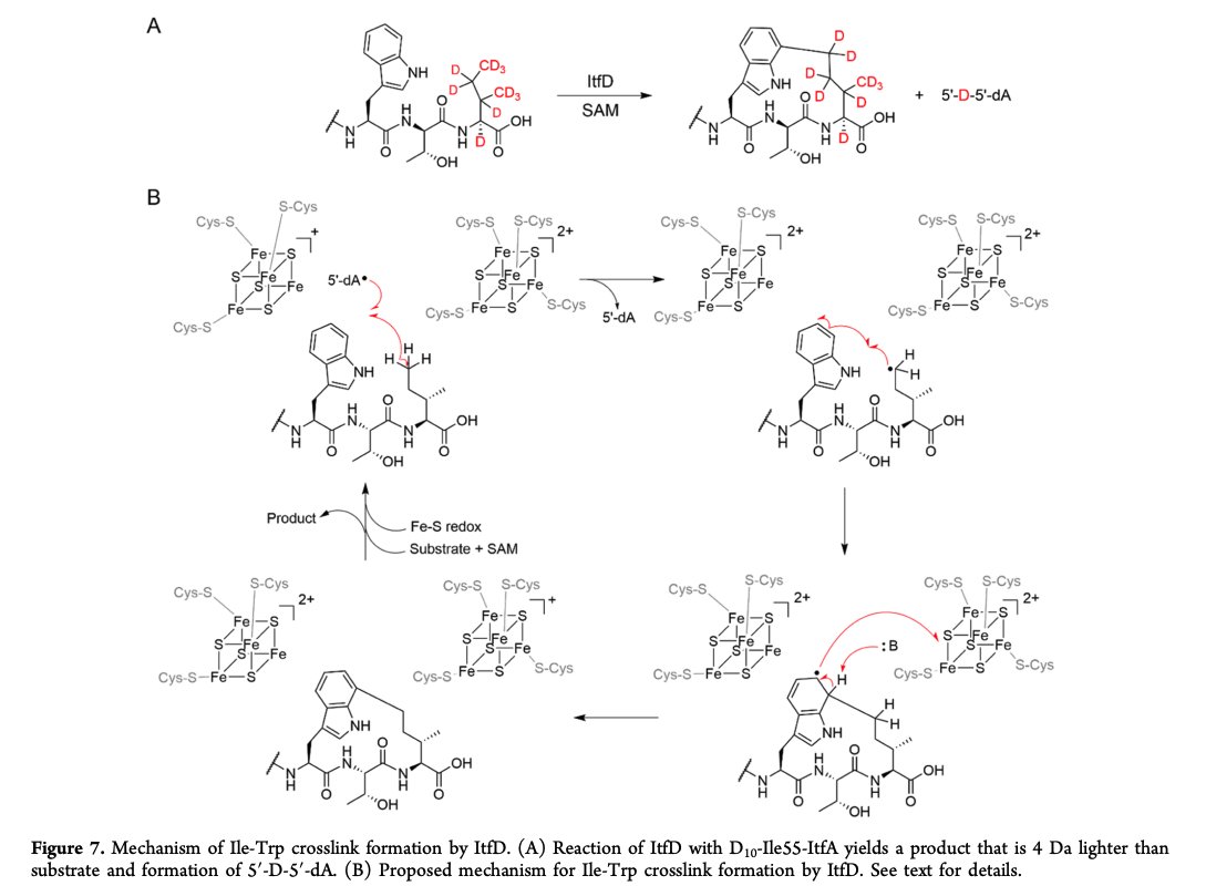 Enzyme Chemistry (@enzymechemistry) on Twitter photo Bioinformatic Atlas of Radical SAM Enzyme-Modified #RiPP Natural Products Reveals an Isoleucine–Tryptophan Crosslink by Kenzie A. Clark and Mohammad R. Seyedsayamdost at <a href="/PrincetonChem/">Princeton Chemistry</a> <a href="/PrincetonMolBio/">Princeton MolBio</a> in <a href="/J_A_C_S/">J. Am. Chem. Soc.</a> pubs.acs.org/doi/10.1021/ja… Bioinformatic Atlas of Radical SAM Enzyme-Modified #RiPP Natural Products Reveals an Isoleucine–Tryptophan Crosslink by Kenzie A. Clark and Mohammad R. Seyedsayamdost at <a href="/PrincetonChem/">Princeton Chemistry</a> <a href="/PrincetonMolBio/">Princeton MolBio</a> in <a href="/J_A_C_S/">J. Am. Chem. Soc.</a> pubs.acs.org/doi/10.1021/ja…