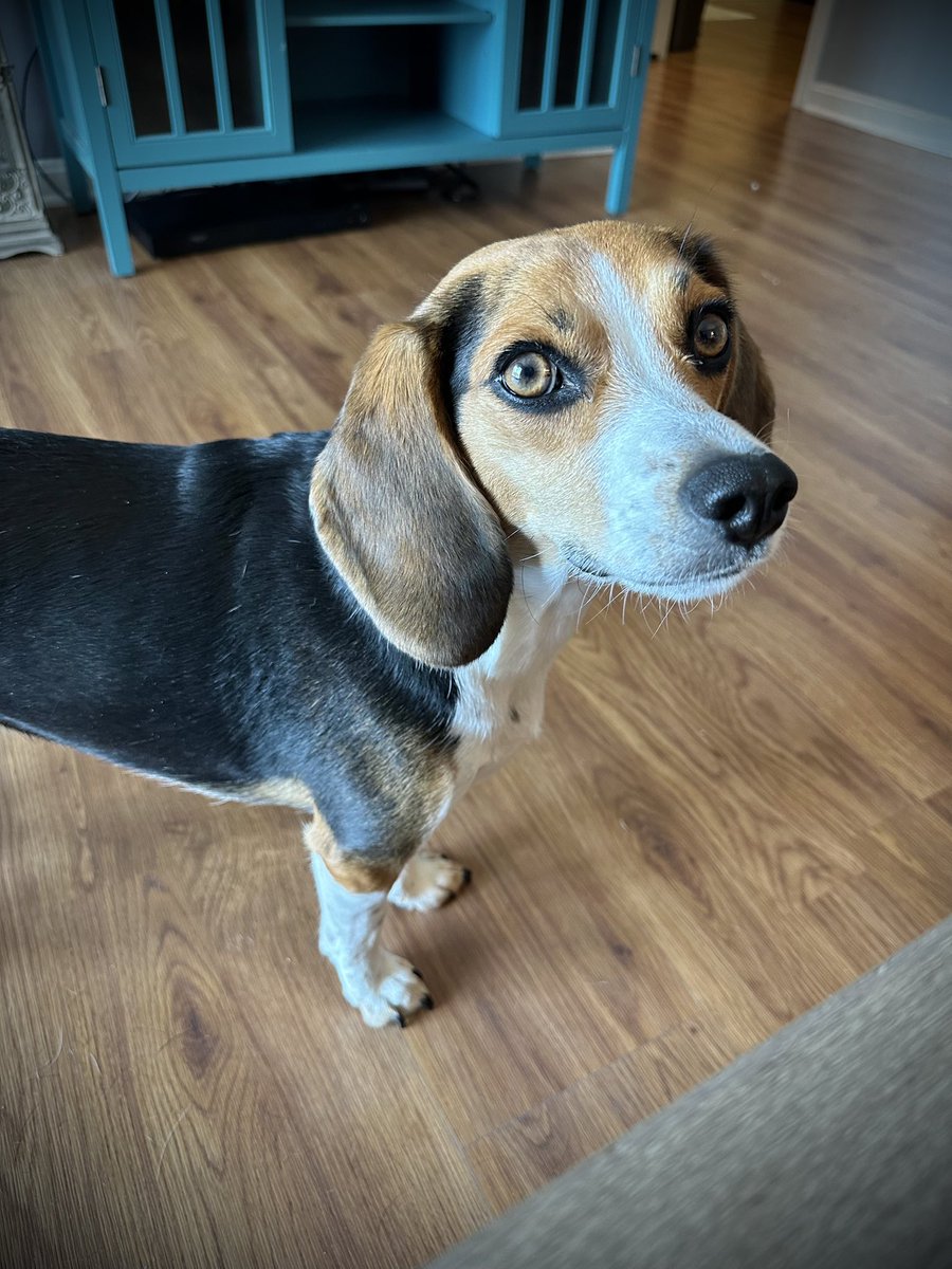 cack1229's tweet photo. #summersucks 🥵 Taking Zuzu for her walks in this garbage is murder but we all know that a #boredbeagle is a #badbeagle 😂 #cantwaitforfall #autumn #myfavoriteseason #beagle #beaglesoftwitter https://t.co/bsCtxZq2SY