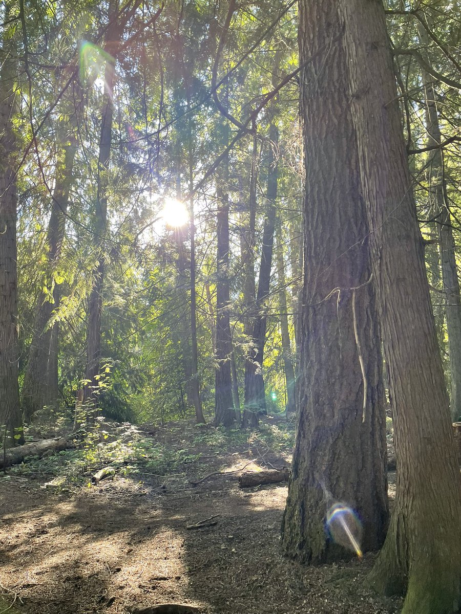 GAIL (@abedsd8) on Twitter photo A morning at Kokanee provincial park welcome the learning for <a href="/SD8KootenayLk/">SD8 Kootenay Lake</a> grade 5’s! Salmon spawning. Waters moving. Big trees protecting. #sd8abed @deeweags <a href="/HaltonJesse/">nana akua</a> A morning at Kokanee provincial park welcome the learning for <a href="/SD8KootenayLk/">SD8 Kootenay Lake</a> grade 5’s! Salmon spawning. Waters moving. Big trees protecting. #sd8abed @deeweags <a href="/HaltonJesse/">nana akua</a>