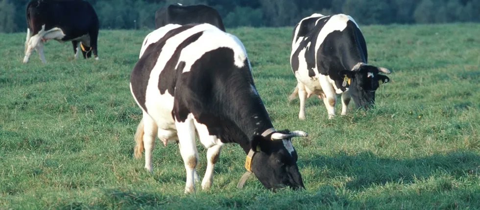 waswiressen's tweet photo. #Weidemilch: Milch von Kühen, die viel auf der Weide stehen, hat einige Vorteile für #Klima und #Umwelt. Warum das so ist und wie ihr Weidemilch beim #Einkauf erkennt, steht im Artikel von @bzfe_de ➡️ https://t.co/FCnA467Ceq #NachhaltigerKonsum https://t.co/Svrita0w9Q