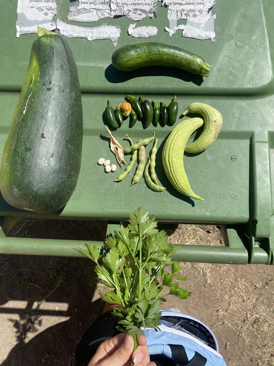 RemieLou's tweet photo. garden picks 🫶🏼 https://t.co/KVl6vU2Yna