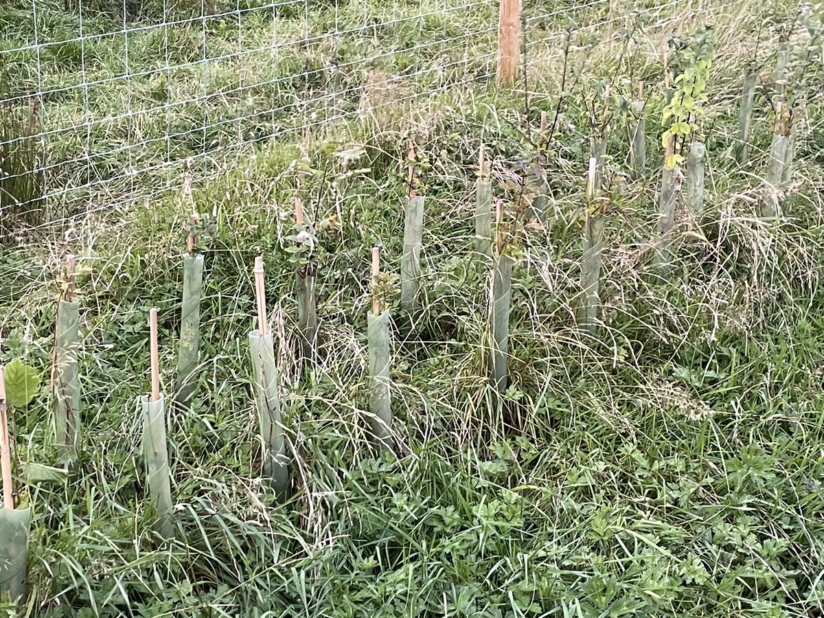 Trees planted last winter without wool mulch… 1/3