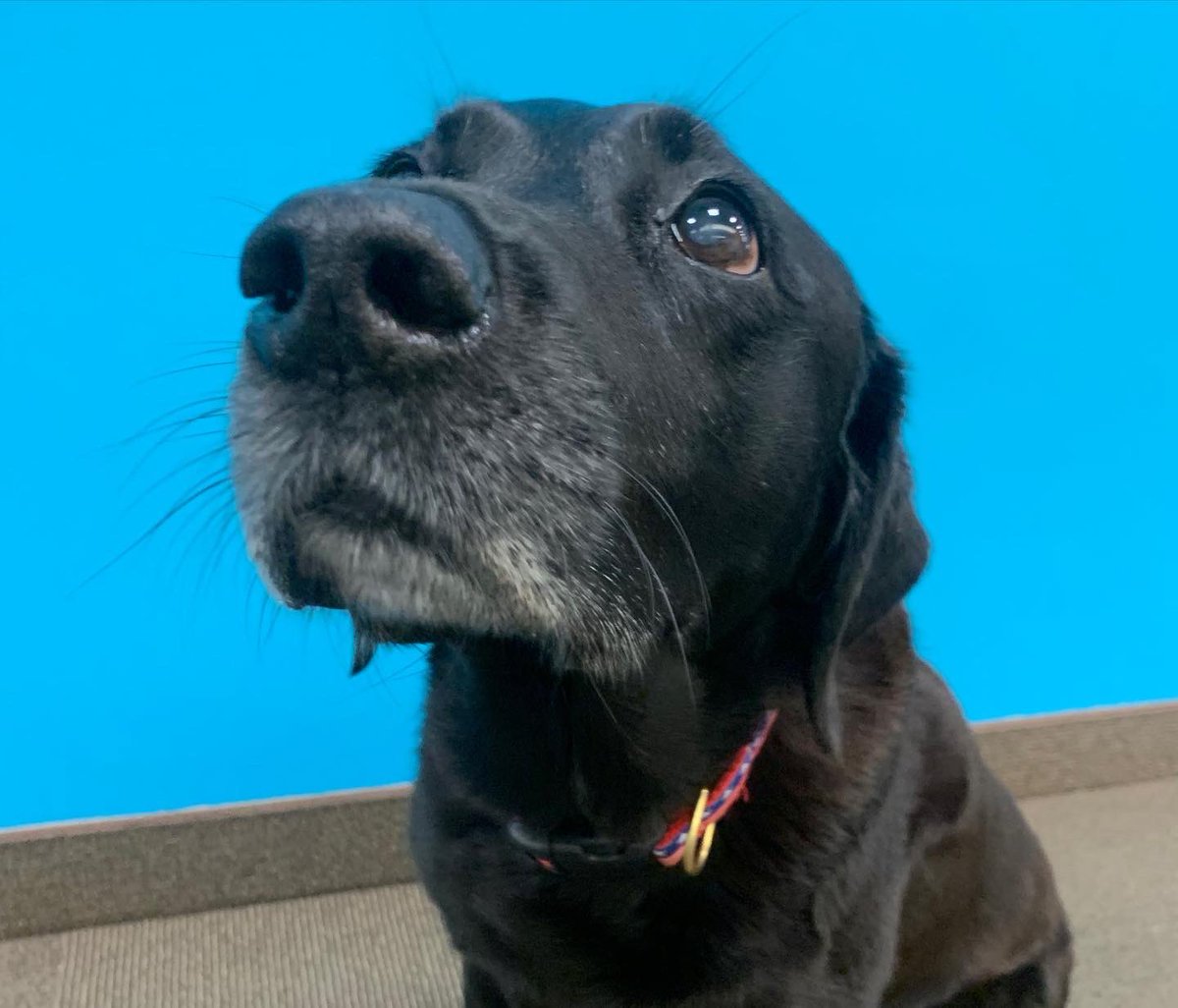 KingSolutionsMN's tweet photo. Last week we had to say the most difficult “see you later” to our precious office greeter, Summer. She gave the Andrich family over 12 years of unconditional love, total joy and amazing memories. We will miss you diva girl! #SummerGirl #Shorty #OfficeGreeter #FurryCoworker https://t.co/lZGeEpsdsf