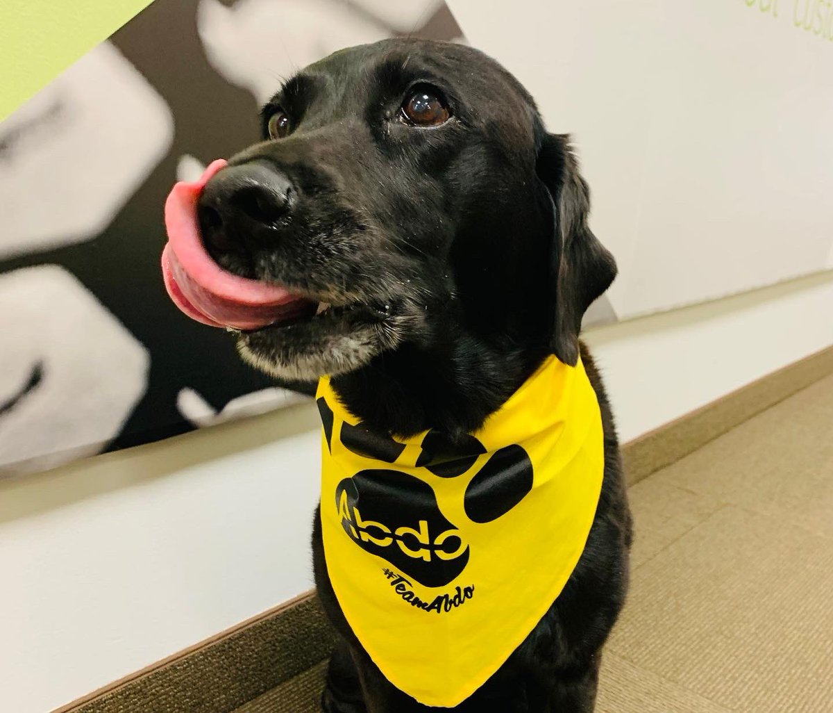 KingSolutionsMN's tweet photo. Last week we had to say the most difficult “see you later” to our precious office greeter, Summer. She gave the Andrich family over 12 years of unconditional love, total joy and amazing memories. We will miss you diva girl! #SummerGirl #Shorty #OfficeGreeter #FurryCoworker https://t.co/lZGeEpsdsf