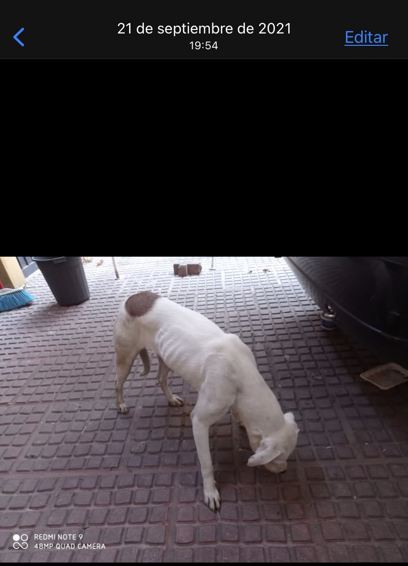 HELA_MORE's tweet photo. Hoy se cumple un año del rescate de Mimosa,recuerden que sigue en adopción 🐶
📍Ciudad de México 🇲🇽 https://t.co/kGClbnx3A7