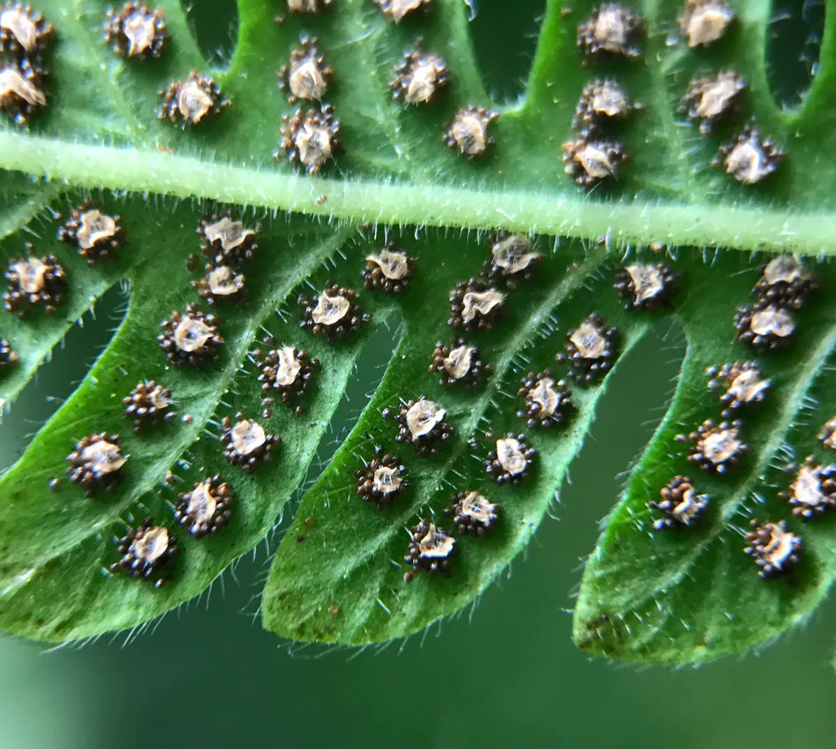 Ferns are one of the oldest class of plants we use in our #BioWalls - and we're always reminded of how old they are when they reproduce. These little black dots on the underside of their leaves are actually spores - because ferns existed before true seeds evolved.