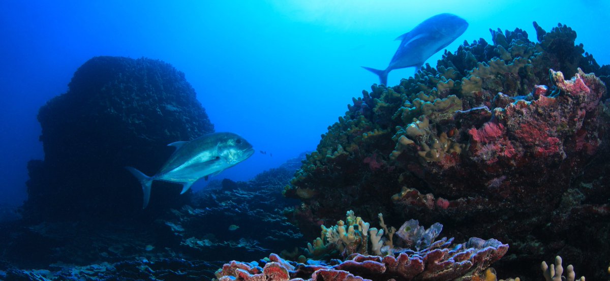 Benioff's tweet photo. In celebration of Dreamforce, we have made an additional gift of $60M to UC Santa Barbara, one of the world’s most important marine centers.  The new donation is the largest ever for ocean science at UCSB — and one of the largest gifts anywhere to support ocean research. ❤️🌊 https://t.co/H3IVRuOfvP