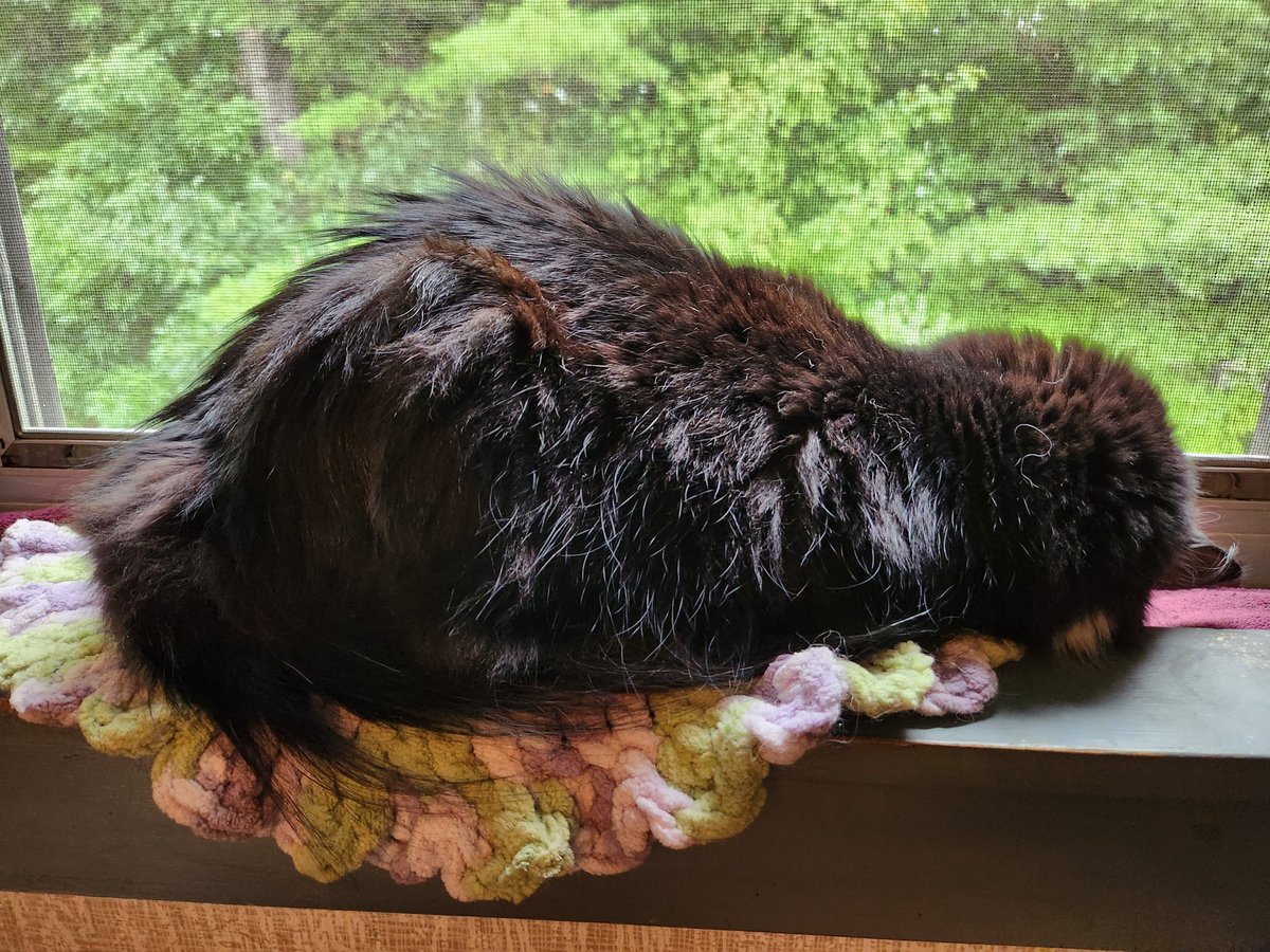 HaggisandNessie's tweet photo. Not only is it #WhiskerWednesday its #WindowSillWednesday!
#Nessie #tuxedocat #polydactalcat #AdoptDontShop https://t.co/Lx5UIhHxqZ