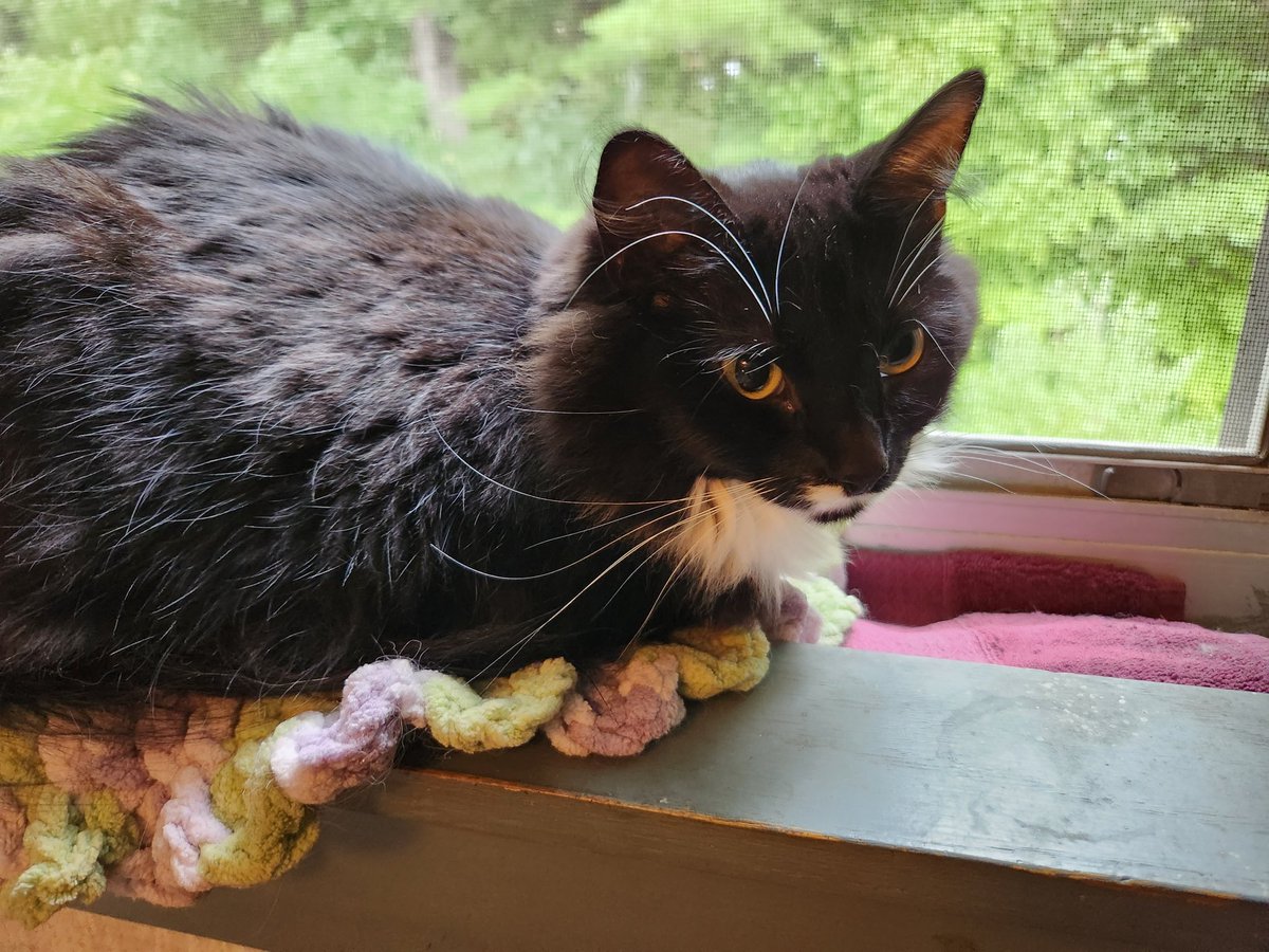HaggisandNessie's tweet photo. Not only is it #WhiskerWednesday its #WindowSillWednesday!
#Nessie #tuxedocat #polydactalcat #AdoptDontShop https://t.co/Lx5UIhHxqZ